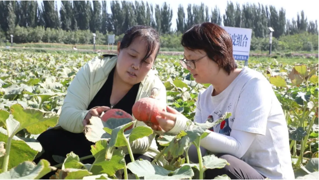 库车：科技援疆赋能特色种植小南瓜铺就富民
